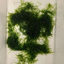 Aquarium Plants  Christmas Moss