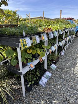 Plant Sale And Garage Sale