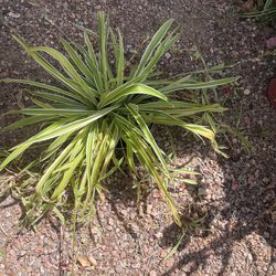 Spider plant
