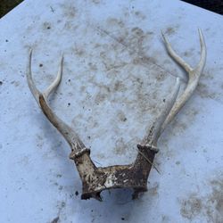 Deer Exotic Skull Mount Taxidmery 