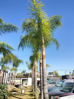 Palms & trees