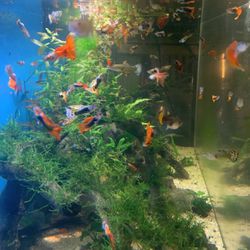 Fish Tank And Aquarium Decorations 