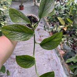 4” Monstera Pinnatipartita 