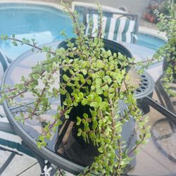 Healthy Elephant Bush Succulent Live Plant !