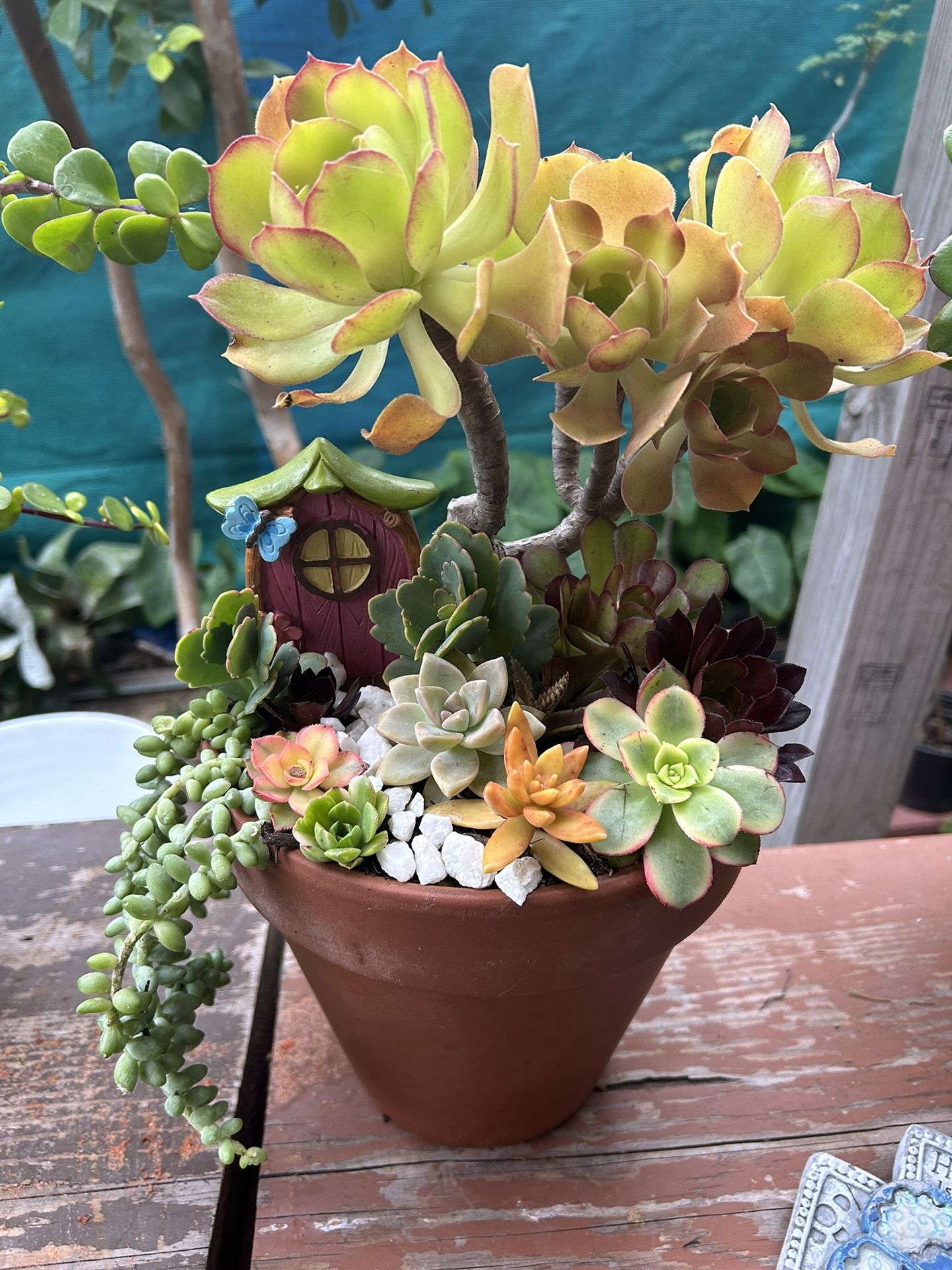 Succulents $20 Each