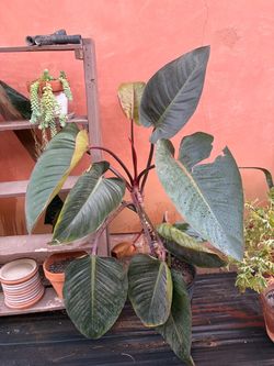 Plant