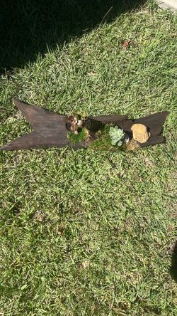 Driftwood Succulent Planter with Moss