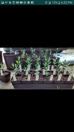 Arbiqueena, piqual, and manzinilo olive trees