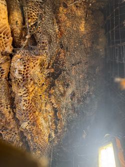 Bee Removal/wasp/honey