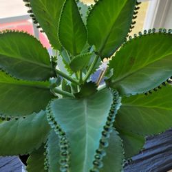 Large Mother Of Thousands Plant  With Over 100 Baby Plants around The Leafs 