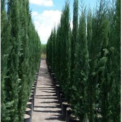 Italiano Cypress Pines For Sale 