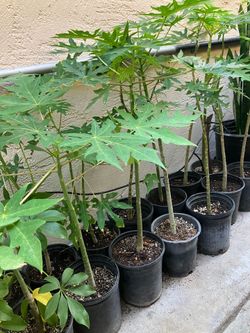 Vendo plantas de papaya , chile piquín , y chirimoya $5 cada planta