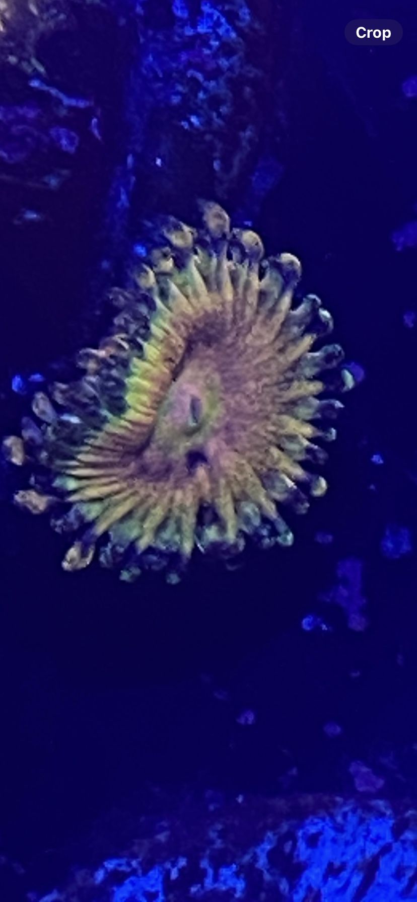 Fake Coral 