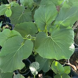 Planta Acuyo O Hierba Santa Diferentes Tamaños Y Precios