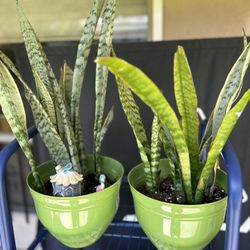 Pair Of Snake Plants In Green Planters