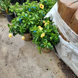 yellow tulip plants with red for sale 