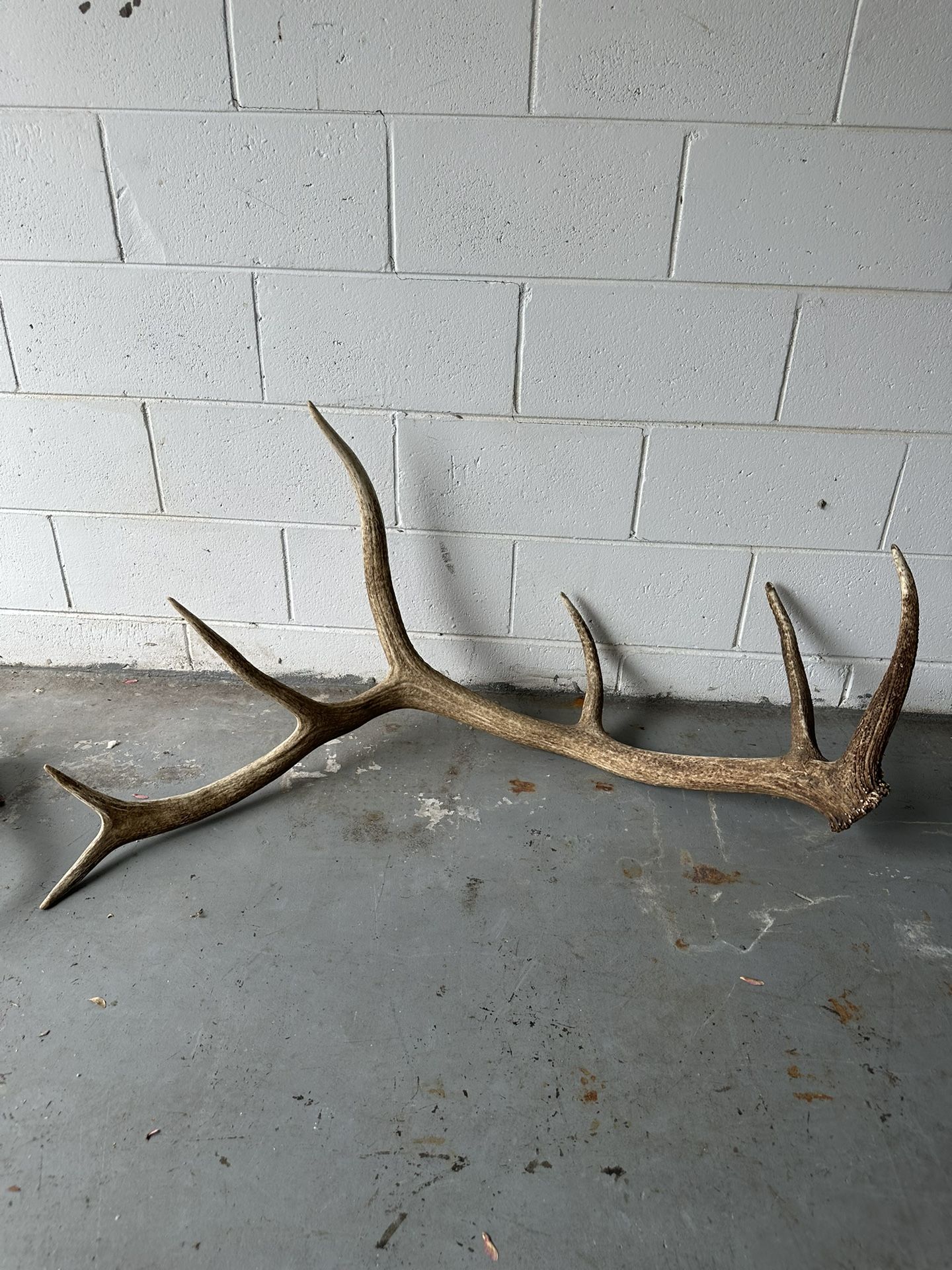 Elk Antler Set