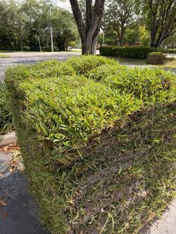 FRESH ST. AUGUSTINE SOD!!