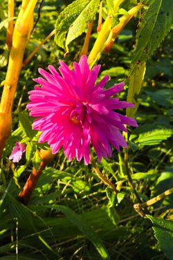 Dahlia Plants Elga Cactus $5 each
