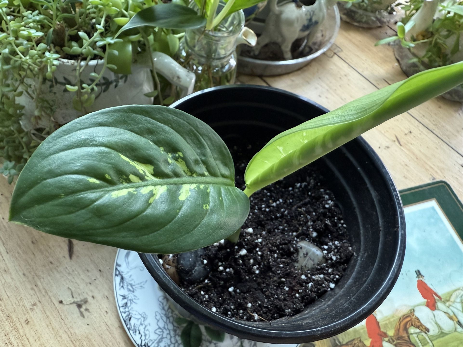 Starter Dieffenbachia Indoor Plant For Sale