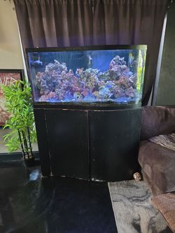 110 gal salt water tank full setup