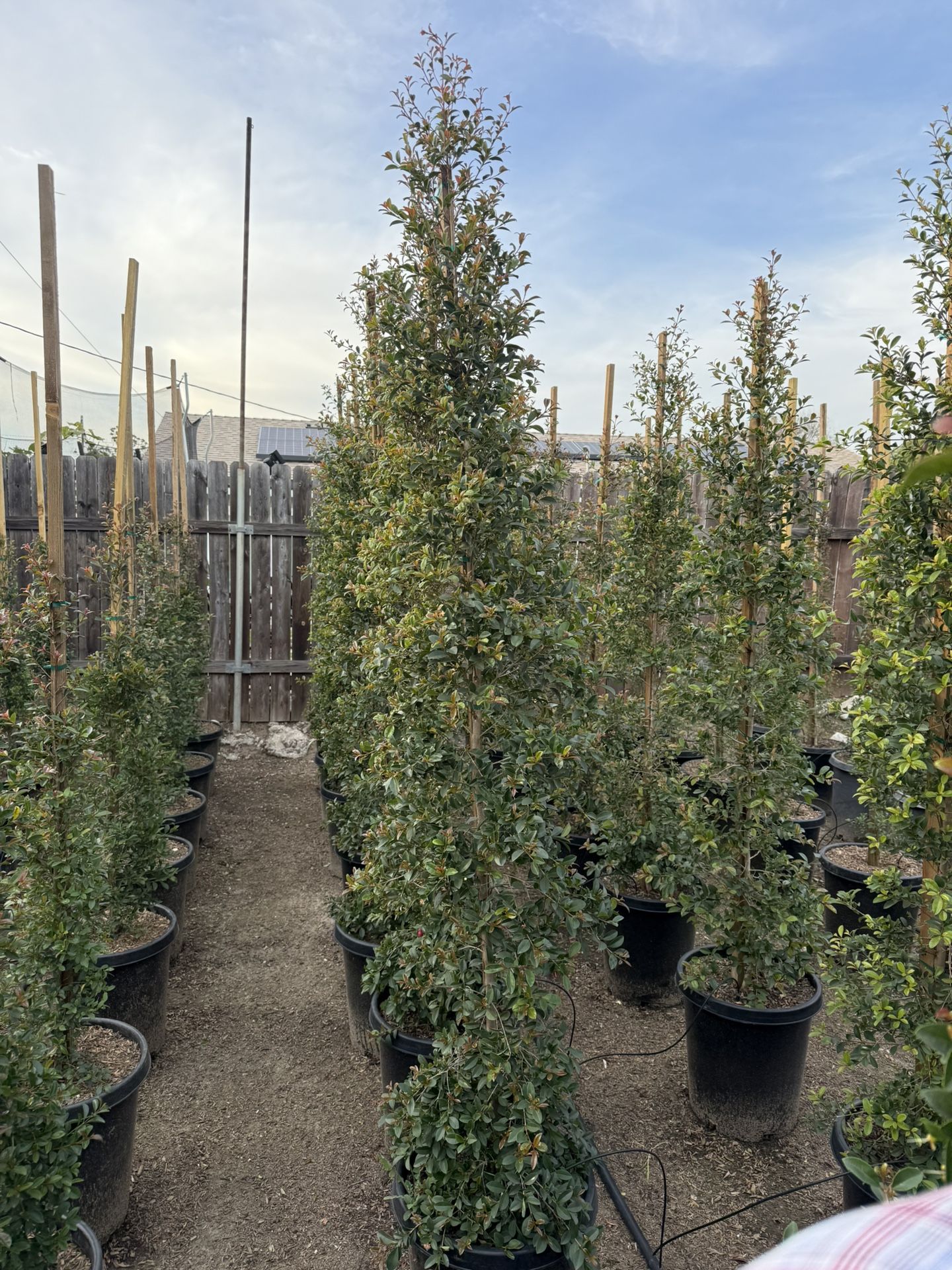 Eugenia Privacy Hedge