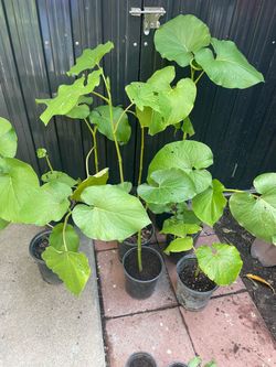 Root beer , sacred leaf organic.