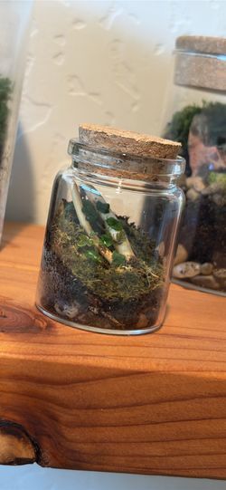Terrarium