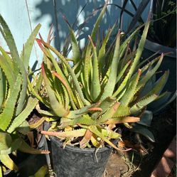 Brand New 5gal Aloe Moonglow Plant, Succulents, Plantas