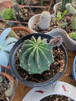 Cactus