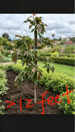 2 Avocado Trees , over 12 feet tall, you dig