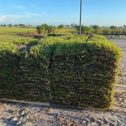 Fresh Sod