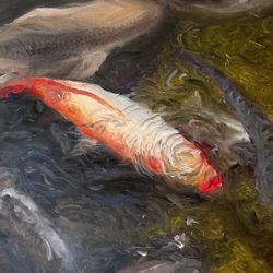 Koi Fish