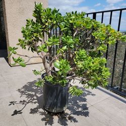Jade plant