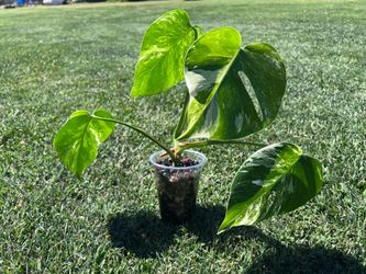 Albo monstera