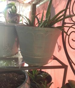 Bromeliads