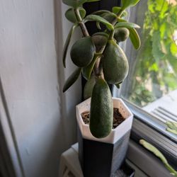 Jade Plant In Custom Pot