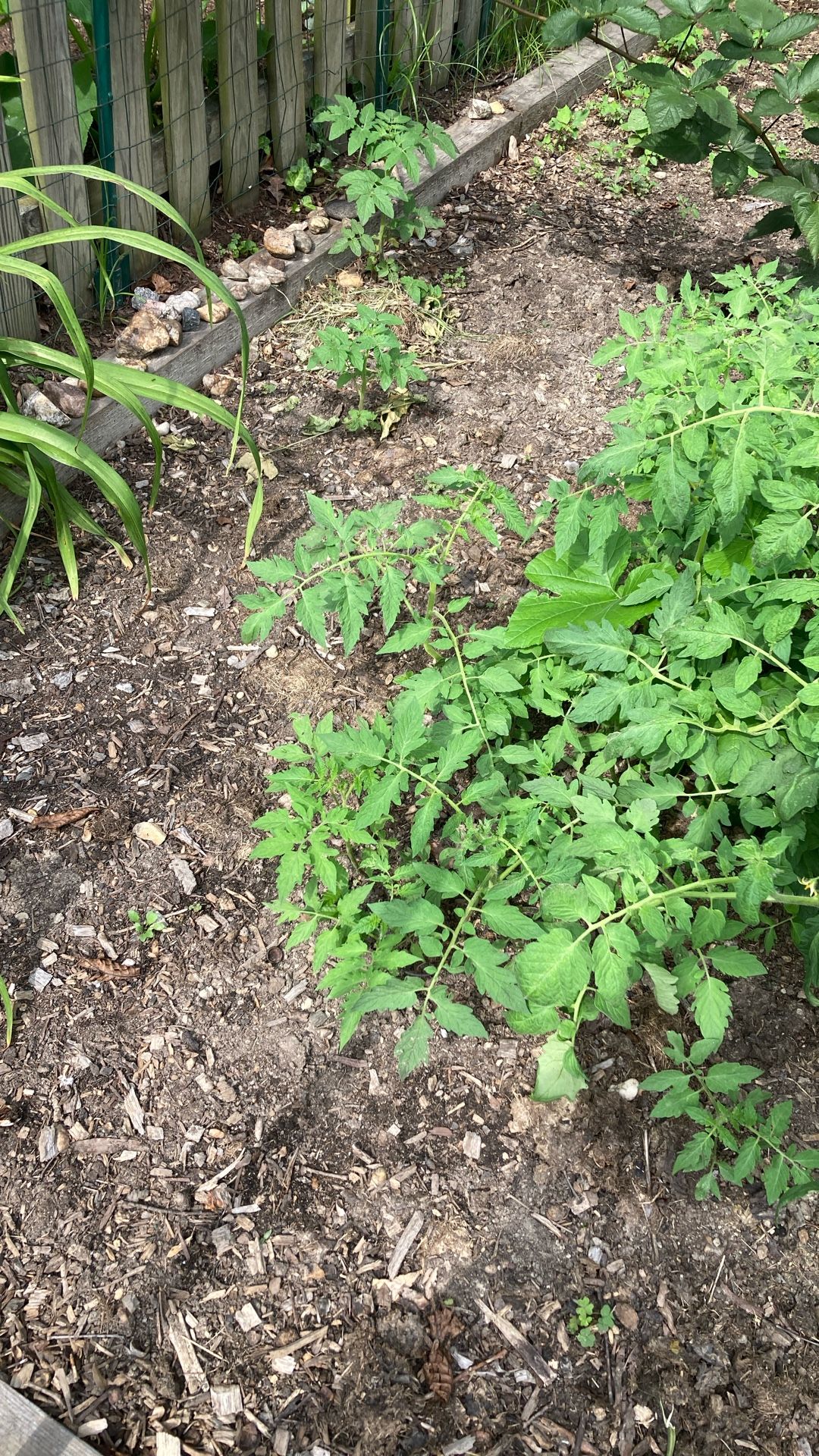 Free Tomato Plants