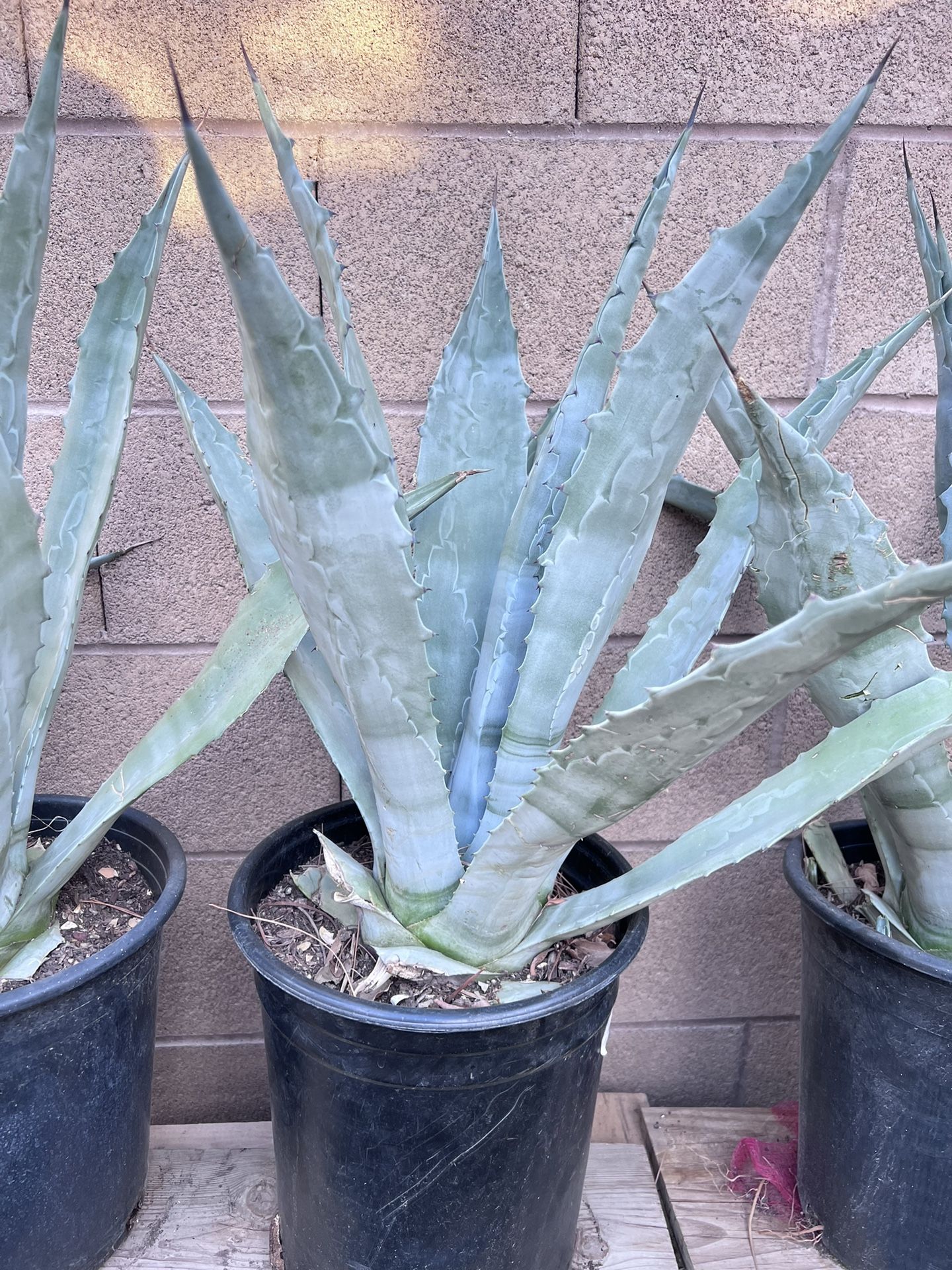 Agave Cactus for Sale in Las Vegas, NV - OfferUp