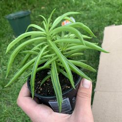 Happy Bean Plant!! ONLY $12!!