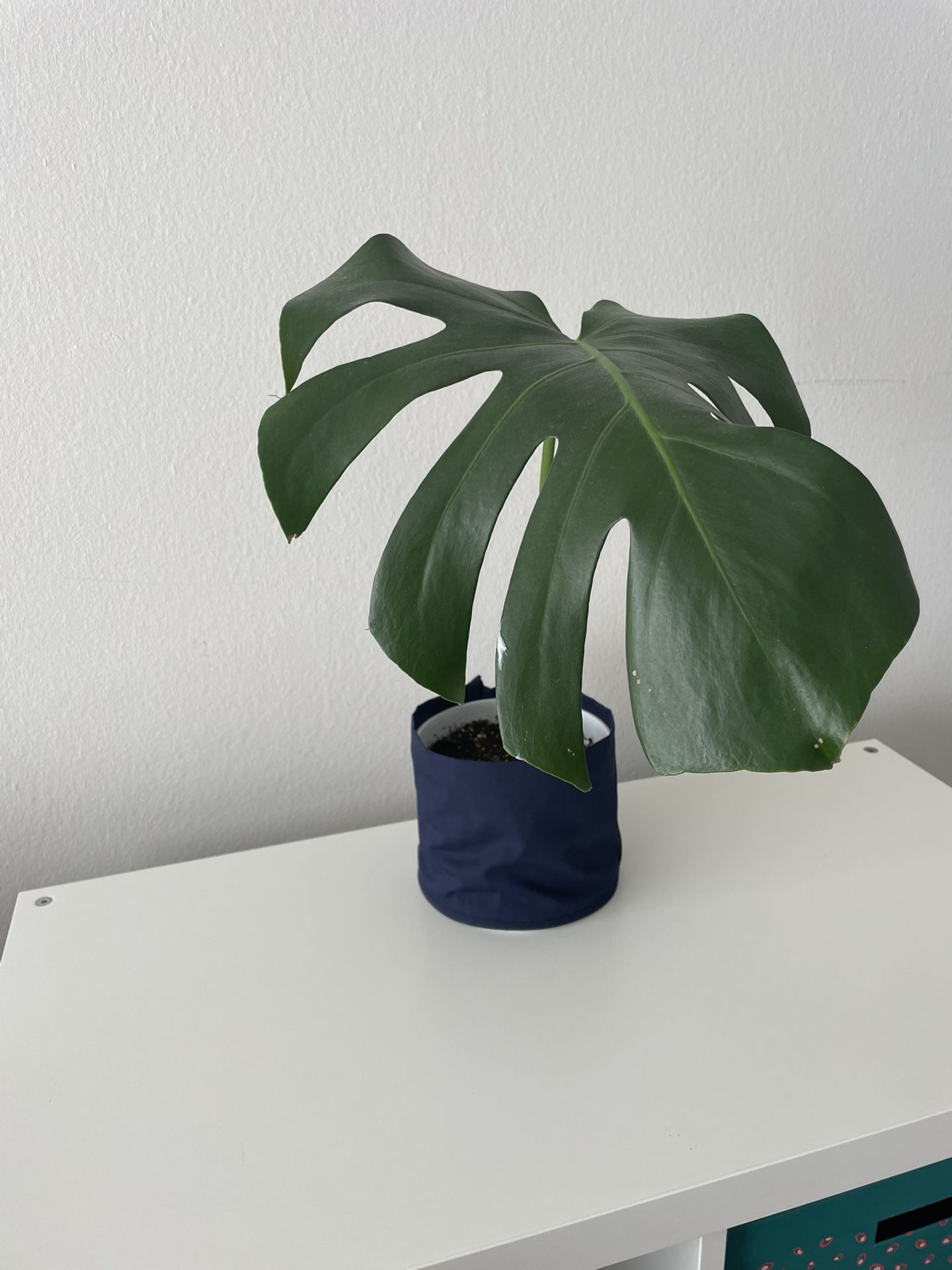 Monstera Deliciosa