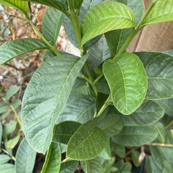 Thai Guava