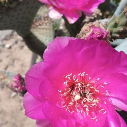Cactus plant.