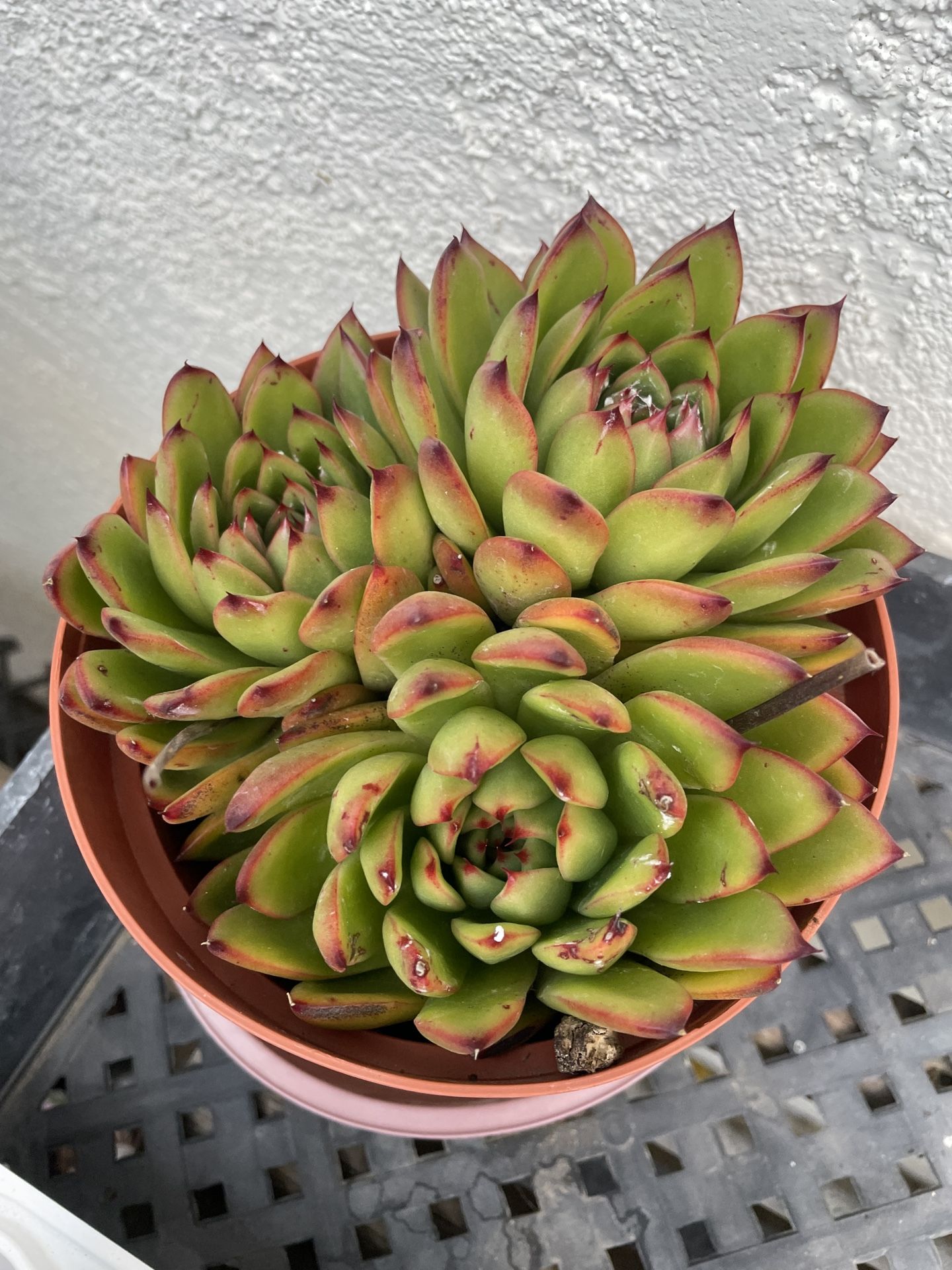 6in Pot Echeveria Succulent