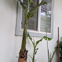 Señorita Banana Trees