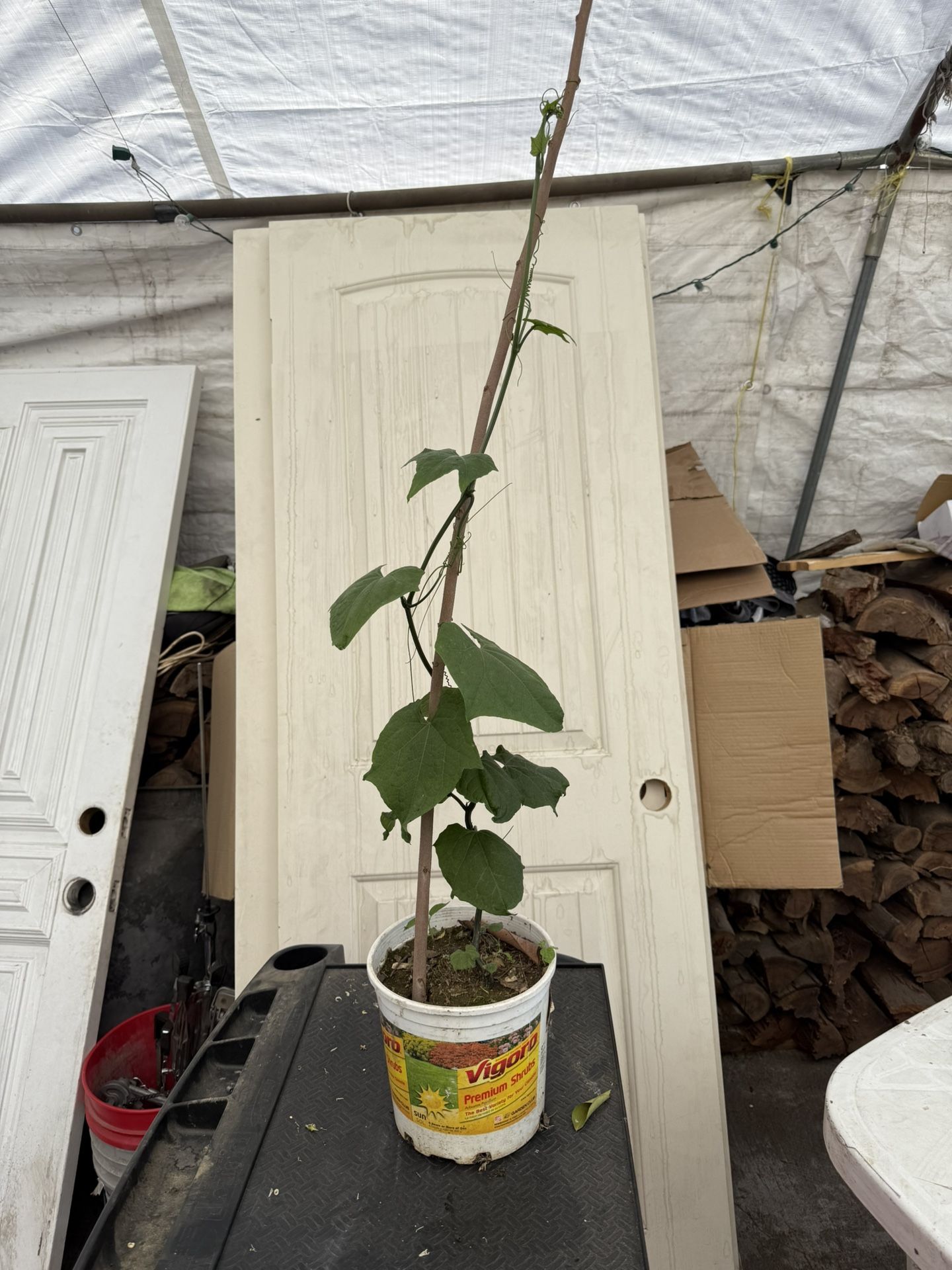 Chayote Verde Espinudo