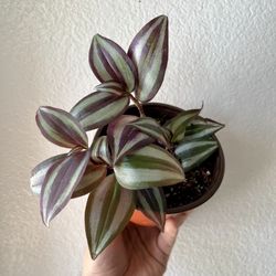 Tradescantia Zebrina 