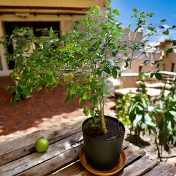 *This Ad Is Up Still Available*Beautiful 5.5ft Citrus 🍋 Lemon Tree