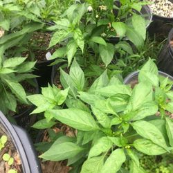 Plantas. De. Chiles  De  árboles 