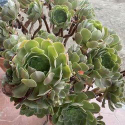 Succulent